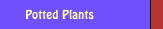 Potted Plants
